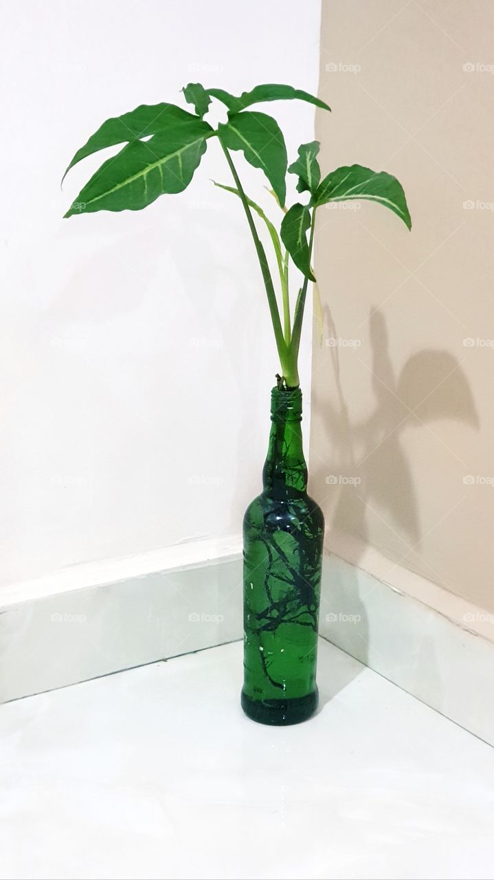 green plant in glass bottle kept on floor of house corner