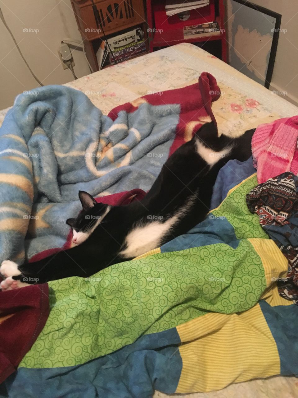 Stretching cat on bed