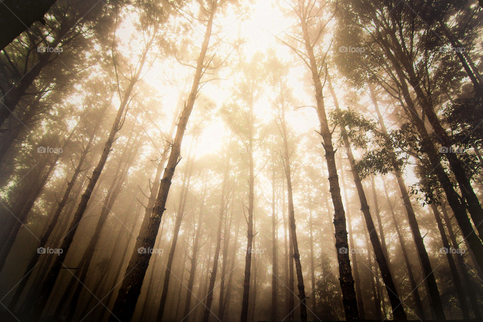 Wood, Tree, Sun, Light, No Person