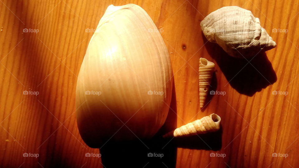 sea shell
