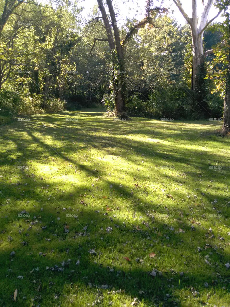 Landscape, Grass, Nature, Tree, Park