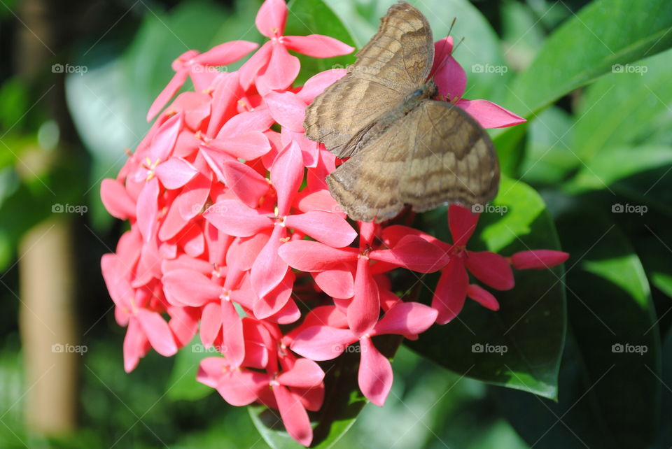 Pink flower and a butterfly