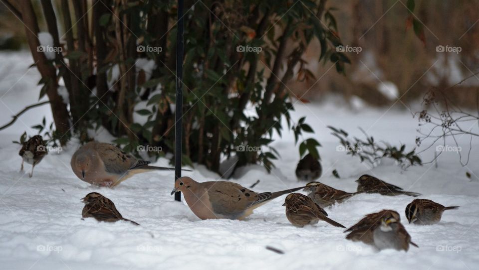 birds in snow