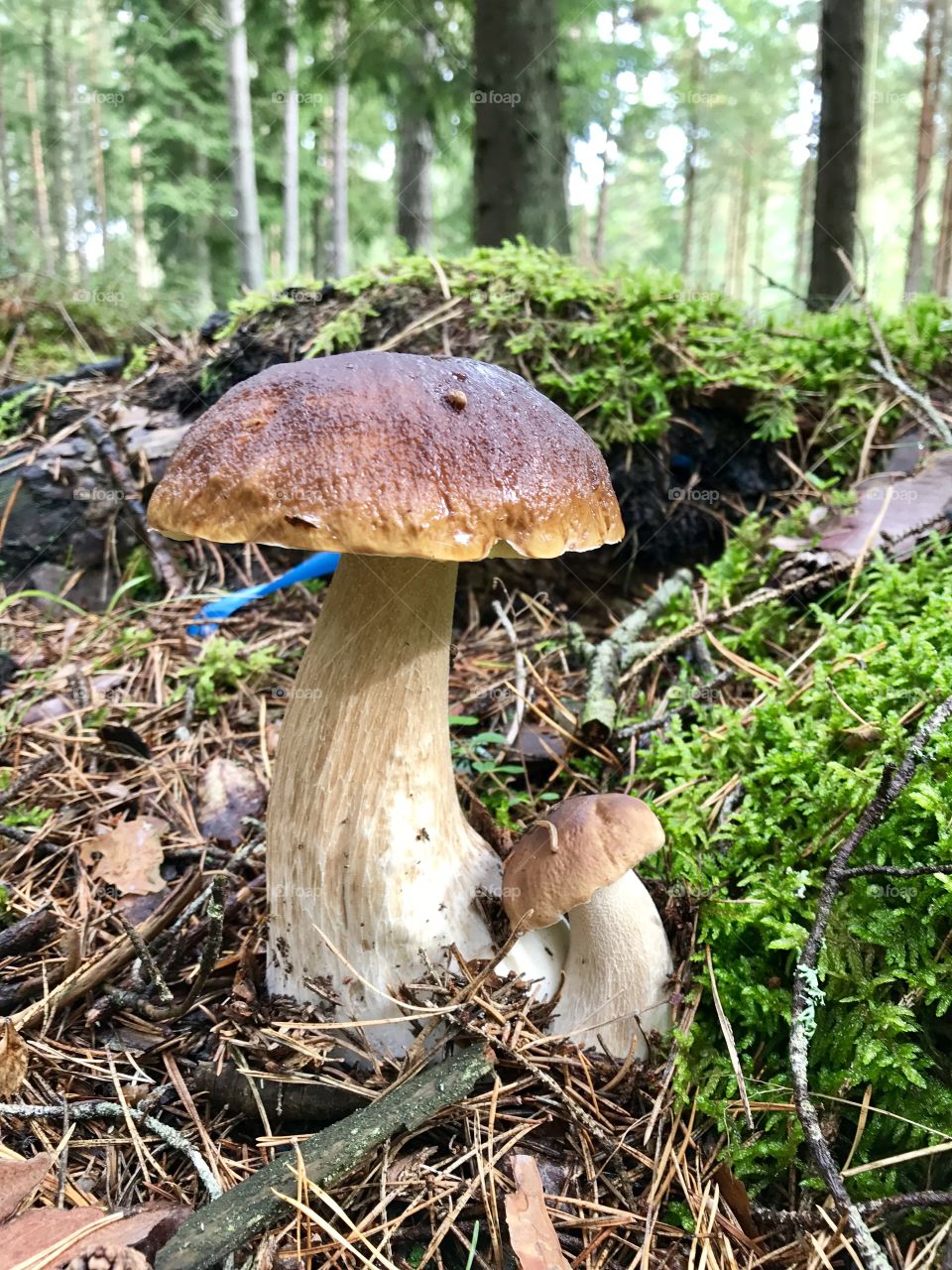 Cep mushroom 