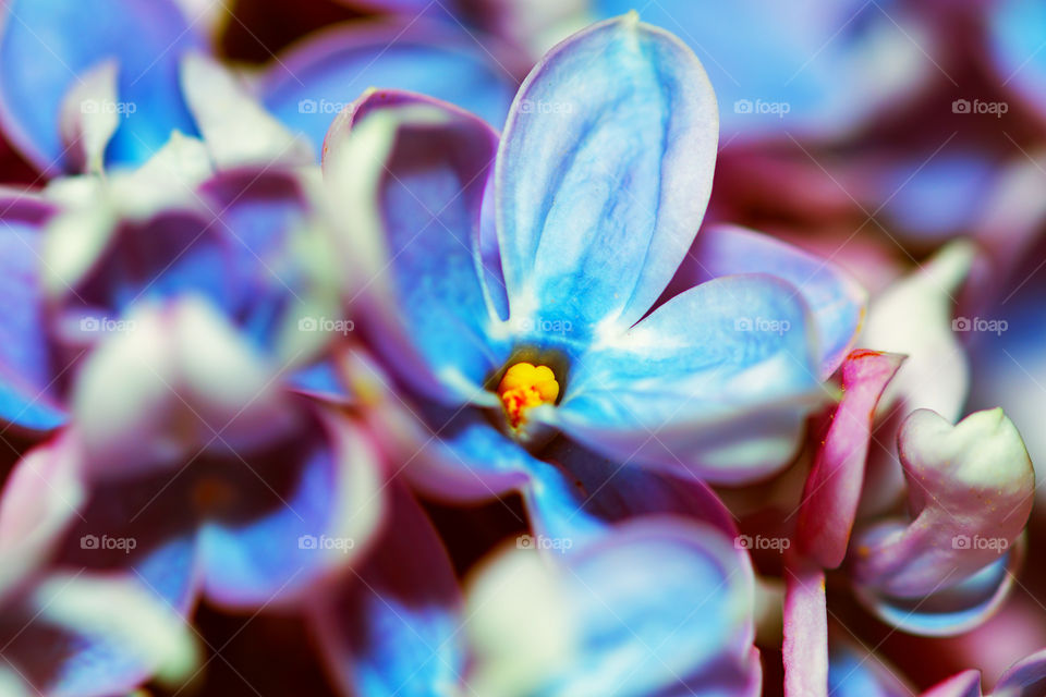 Beautiful purple lilac flowers