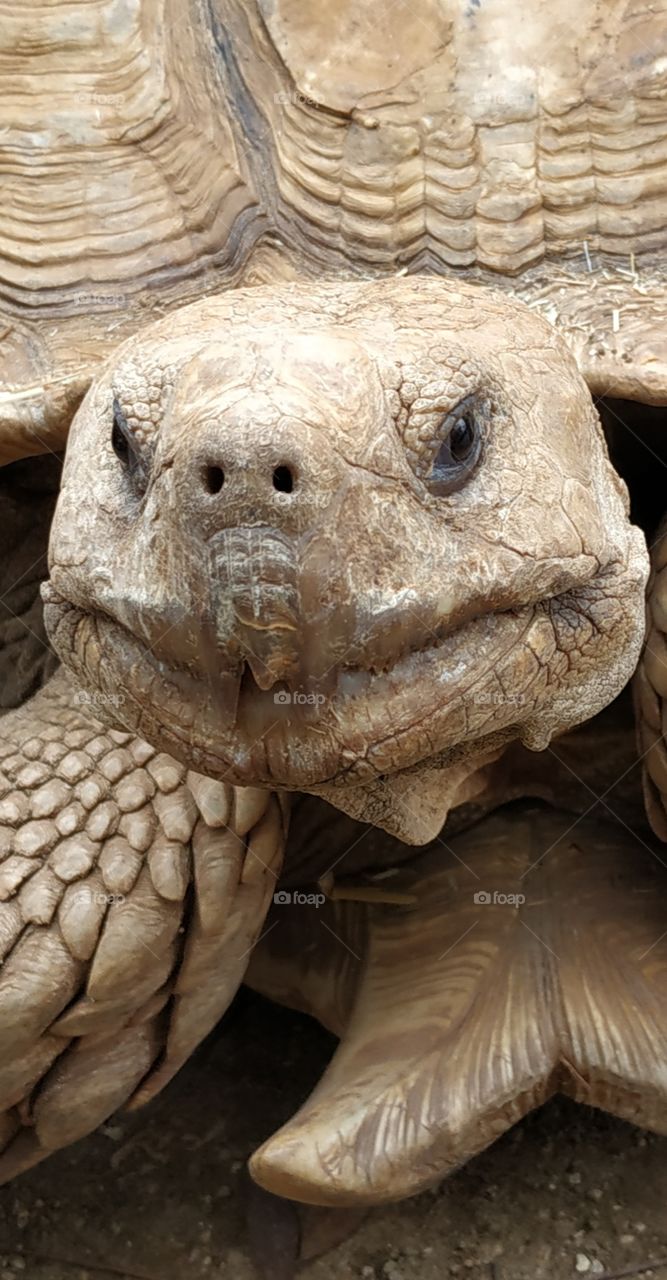 The old turtle close-up