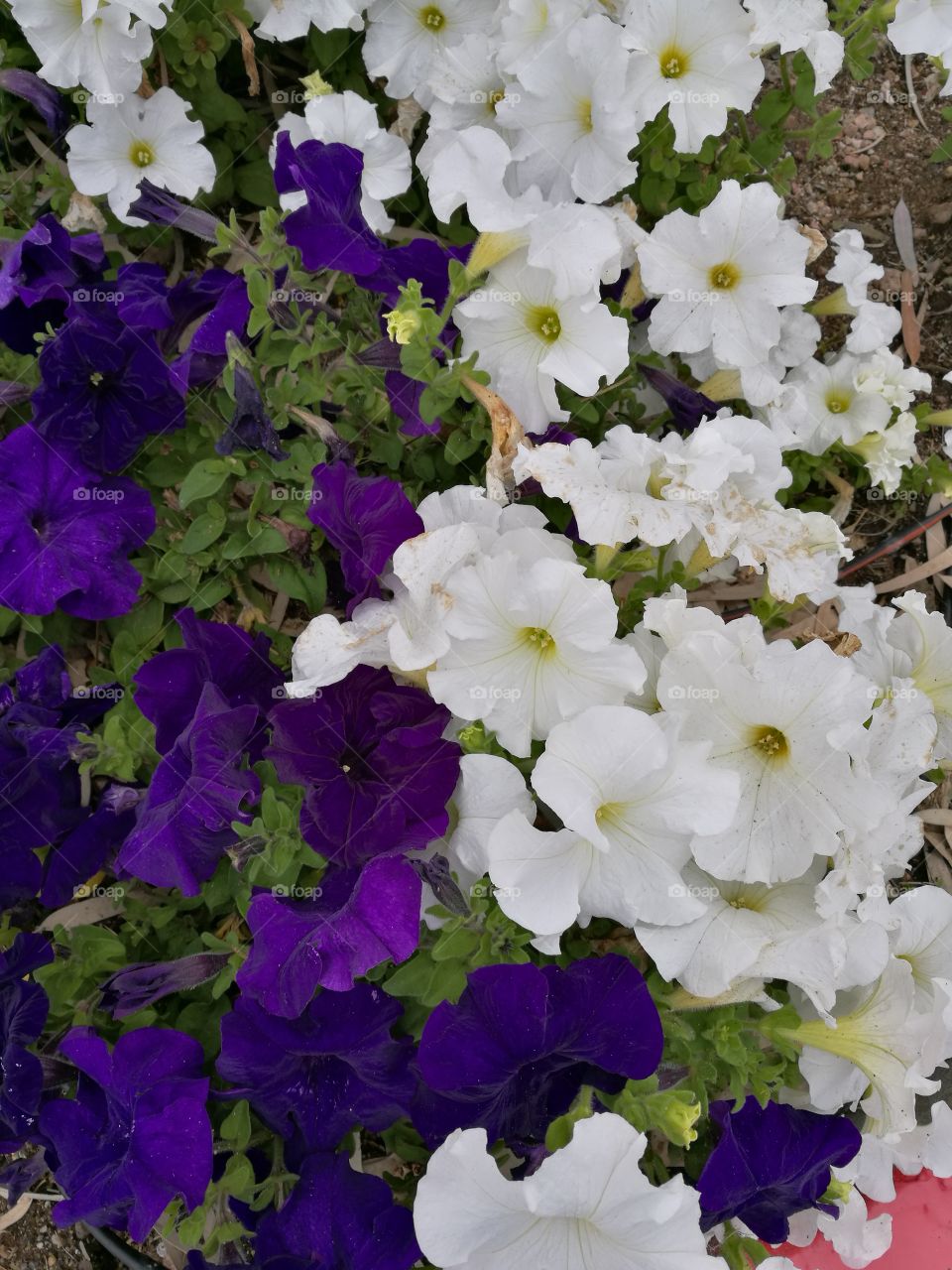 Closeup of beautiful petunias with violet and white flowers.