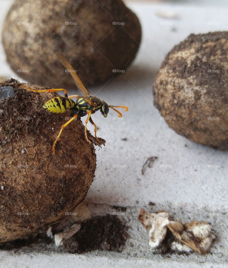 Wasp on a potato. little colorful wasp going from potato to potato