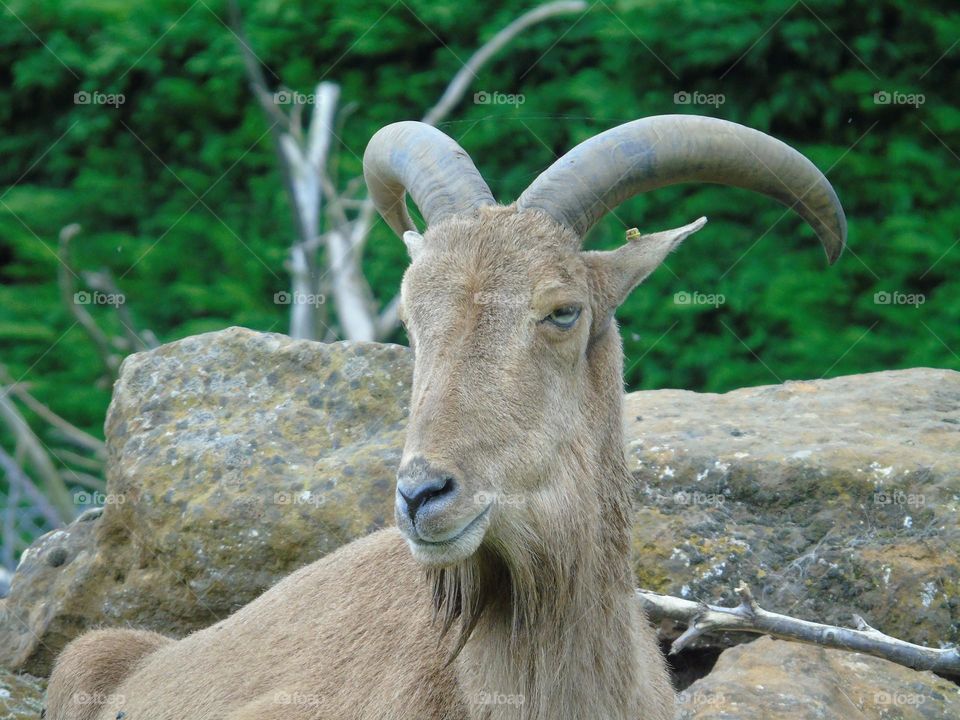 The Barbary Sheep (aoudad), portrait, closeup