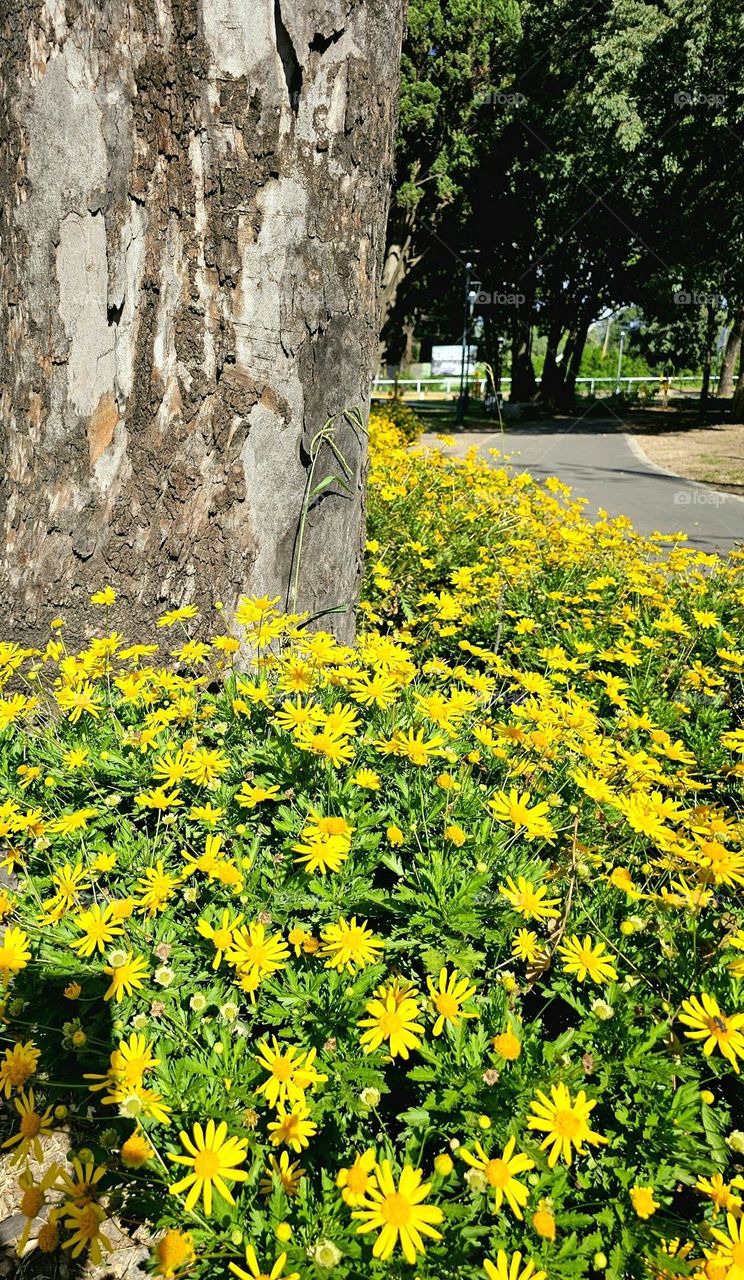 "Sunshine flowers" lots of yellow  daisies line a paved path where walkers and joggers can enjoy a moment of well-being, of wellness. Landscaping promotes good health.