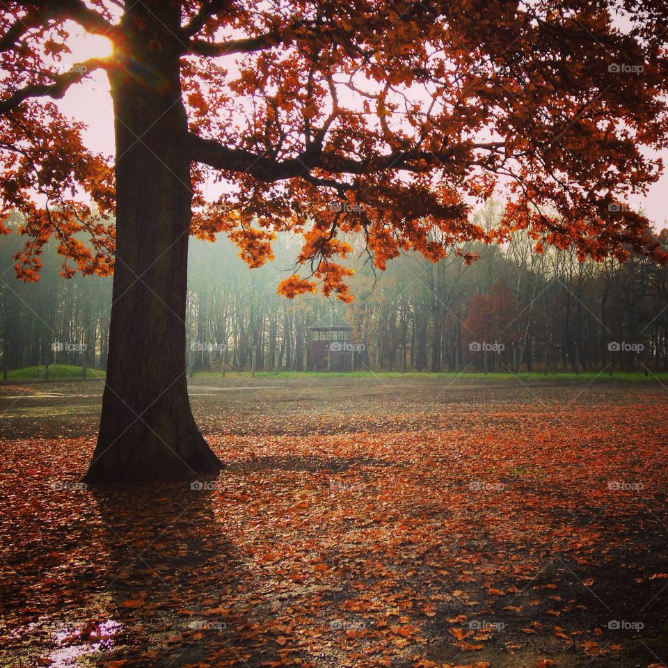 Bright dry tree in fog autumn park  