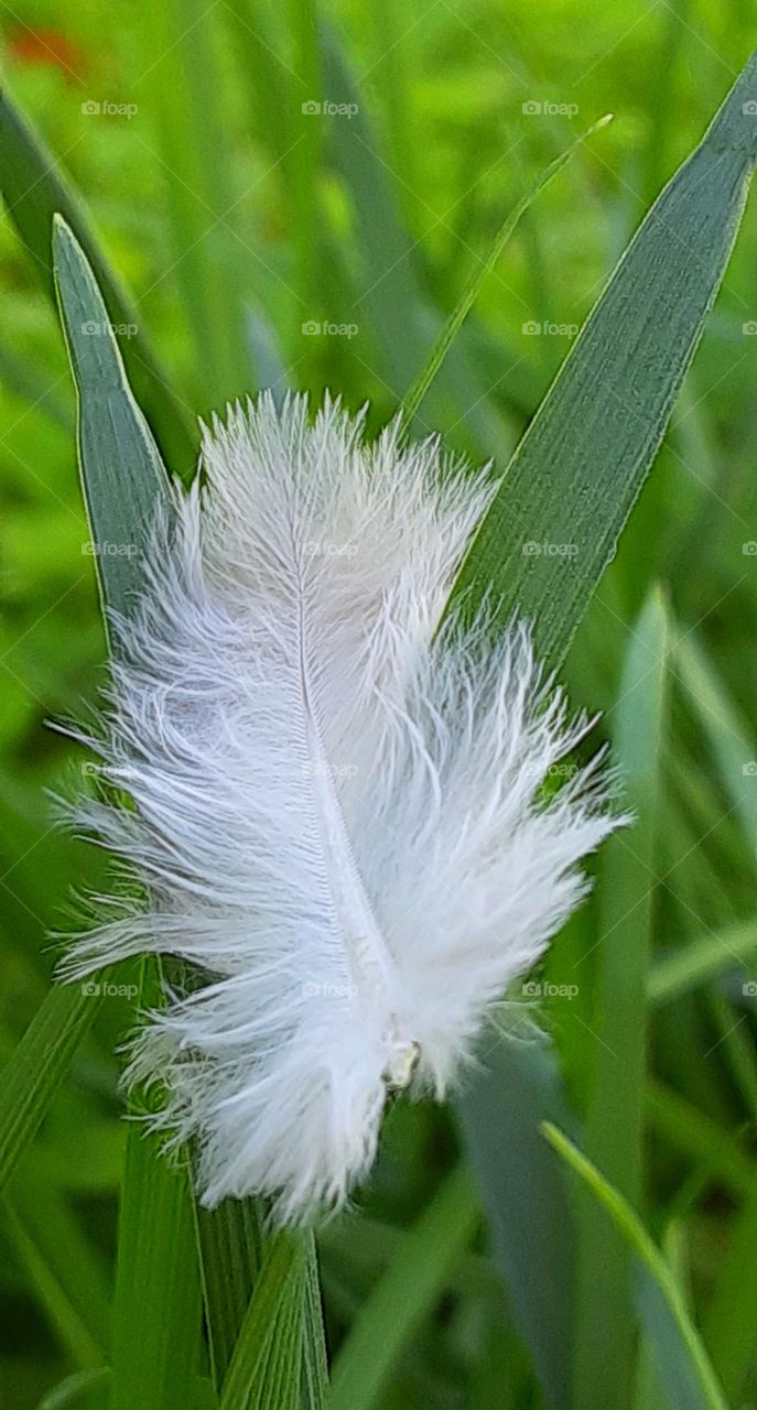 Feather in Grass