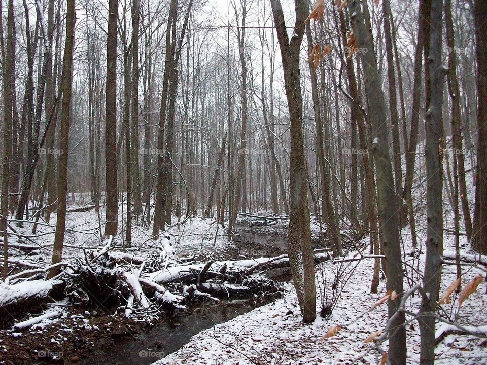 Frozen fallen tree on stream in forest