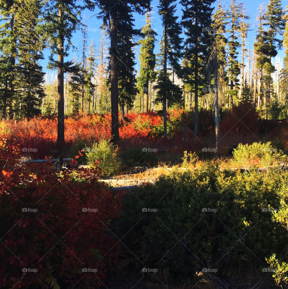 Fall foliage bursts into brilliant reds and yellows high in Oregon's Cascade Mountains on a sunny afternoon. 