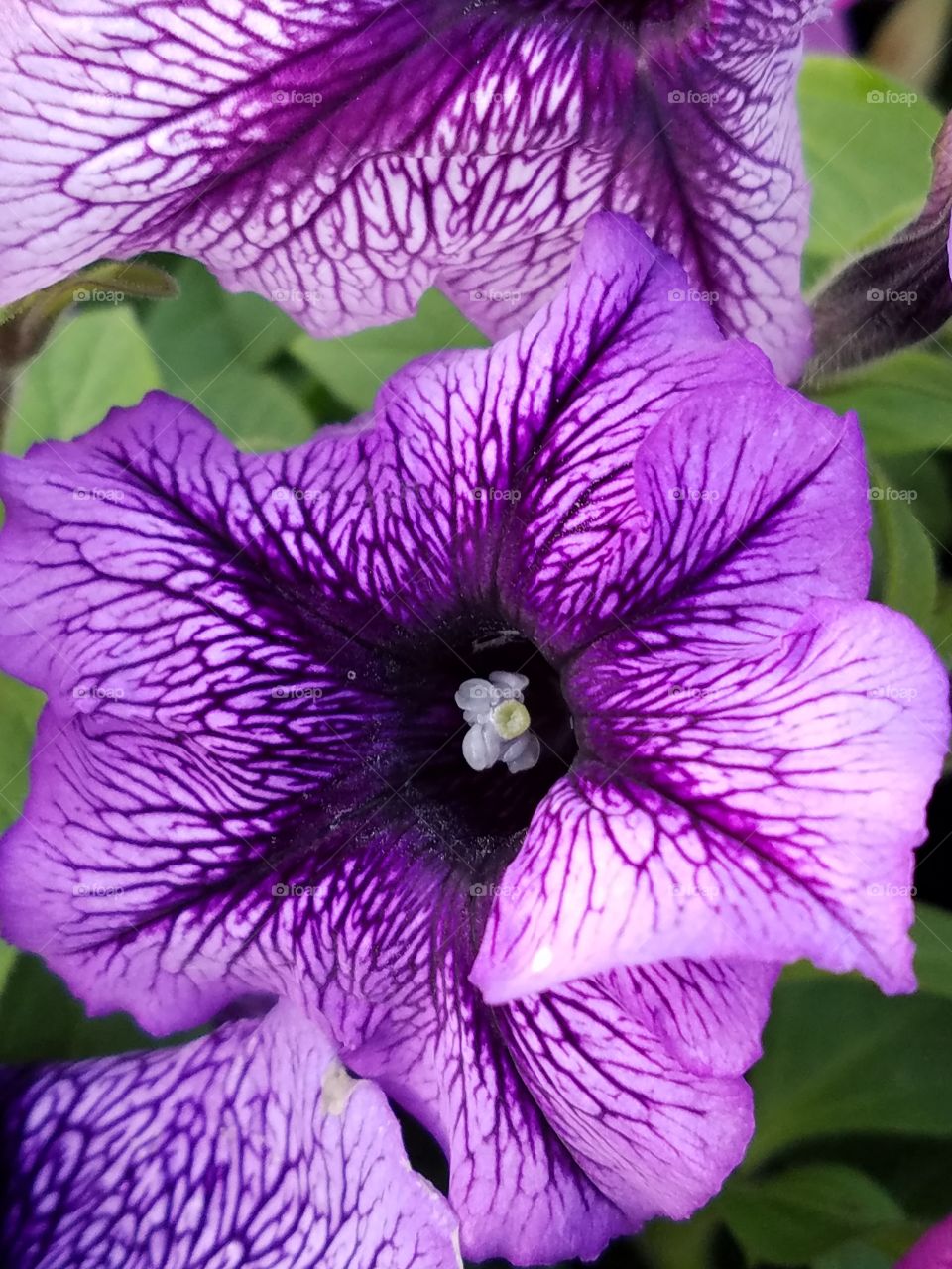 Beautiful petunia flower