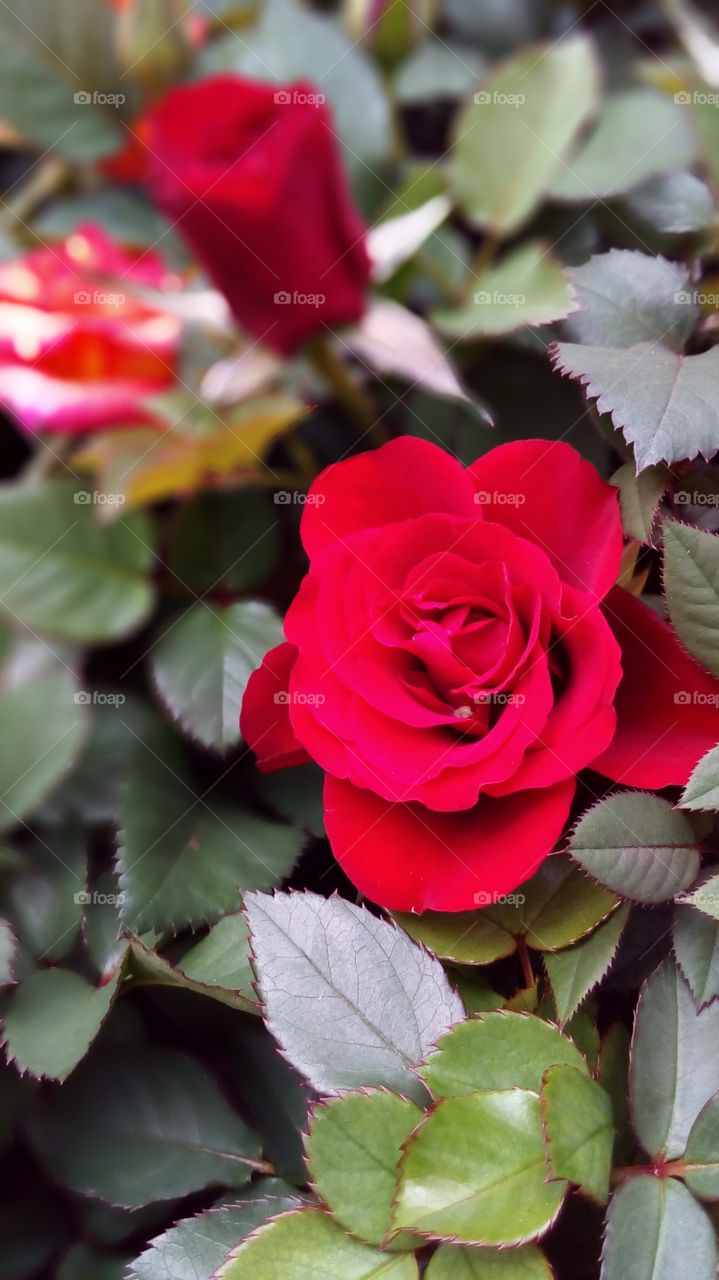 Red Rose is my favourite flower. Once they bloom, my garden always stand out the most. Well, people always know Roses mean Love, as they protect their loved one in their own way, in a meantime, protecting themself for the loved one.