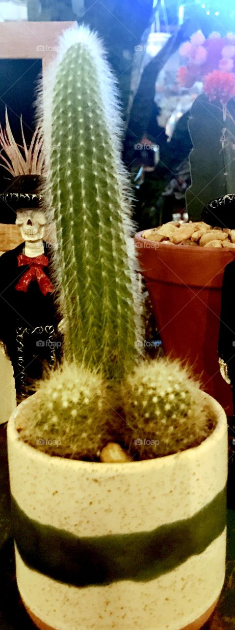 An interesting green cactus 