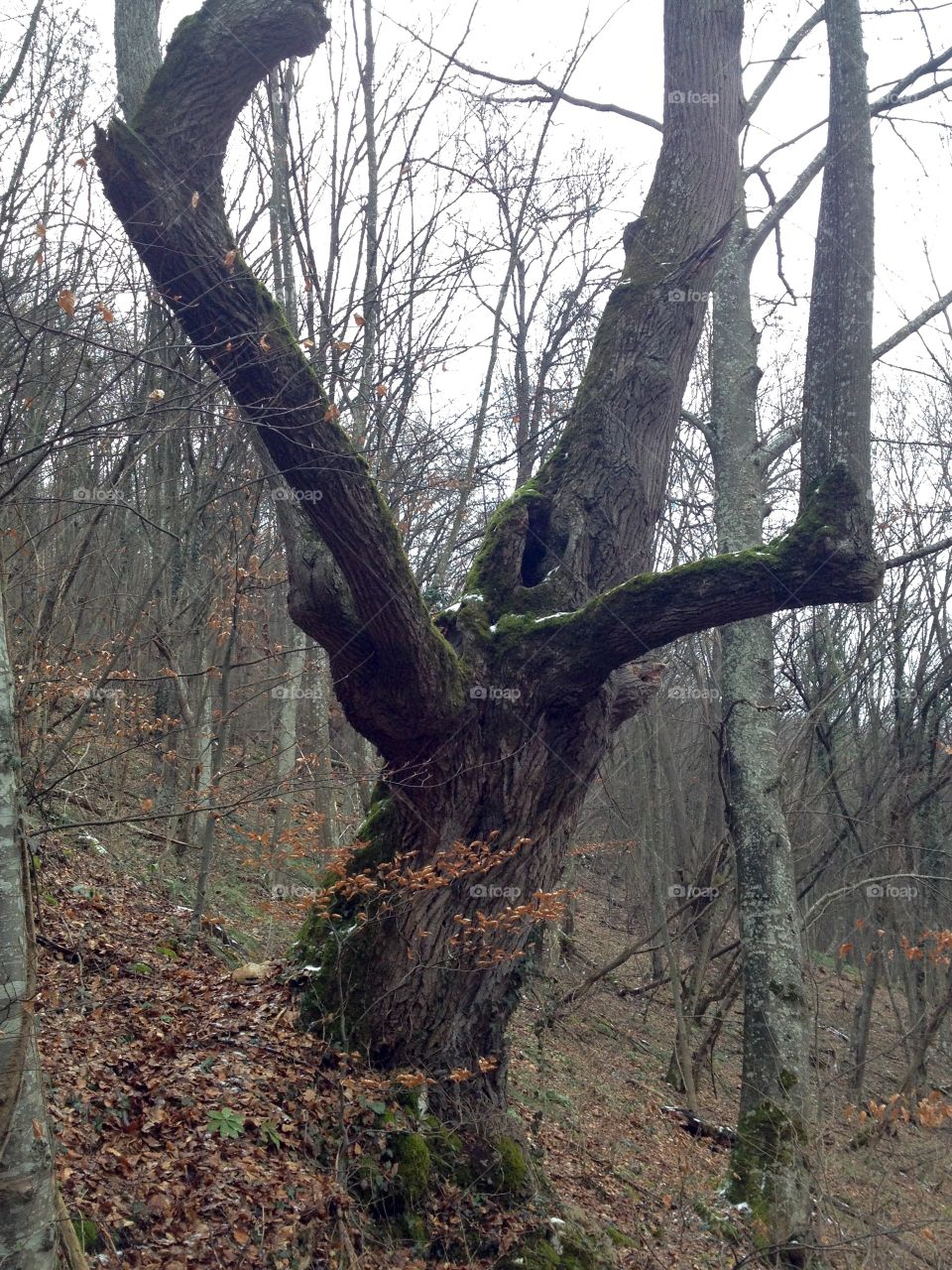 Lonely giants deep in the woods