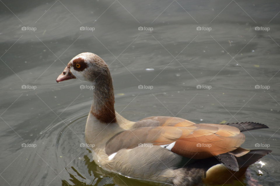 Egyptian Goose Swimming In The Water