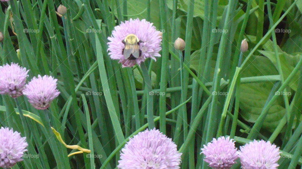Pollinating bumblebee 