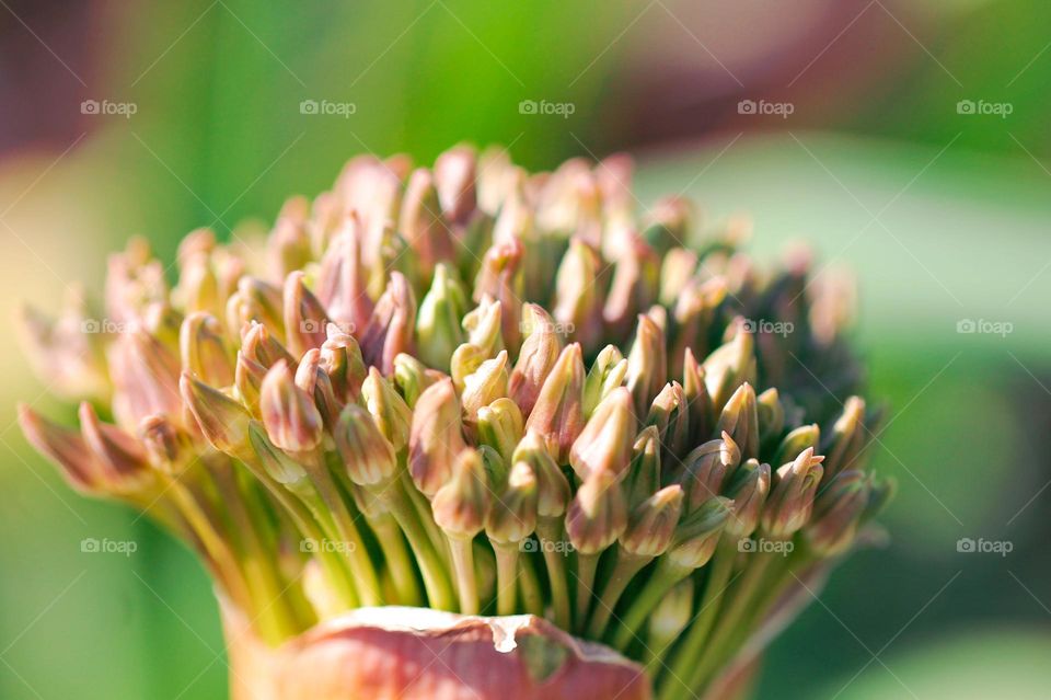 Spring brings surprises! This beautiful budding flower, whose name is unknown to this photographer, will open its tiny blossoms and present to us yet another of nature’s wonders. If anyone knows it’s name please comment!