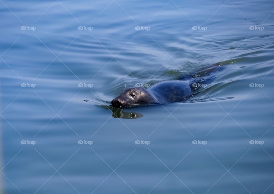 Grey Seal North Sea Sylt 