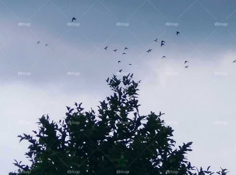 birds fly so high on tree