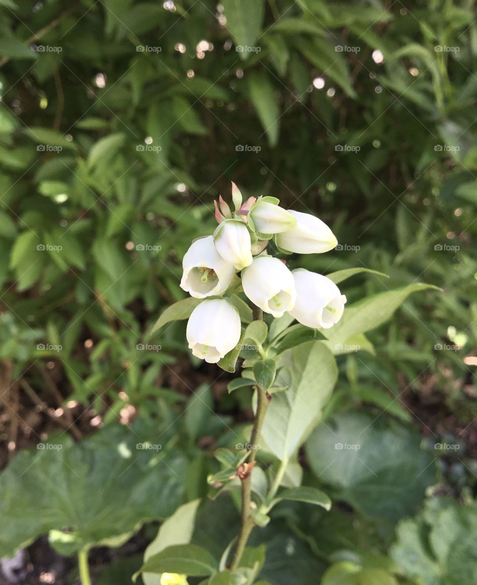 Blueberry flower