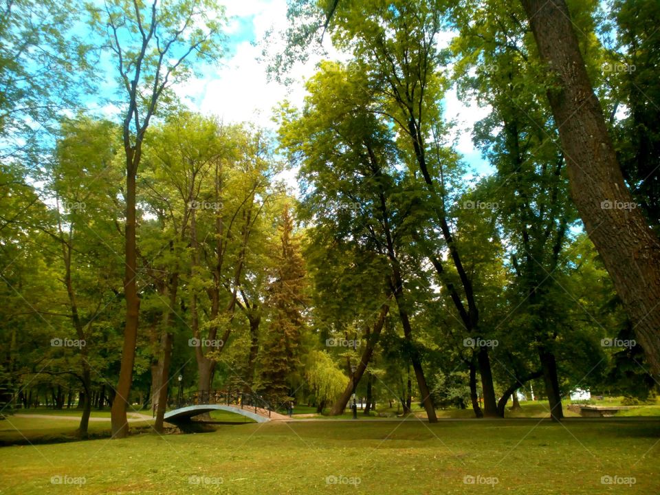 Tree, Wood, Landscape, Nature, Park