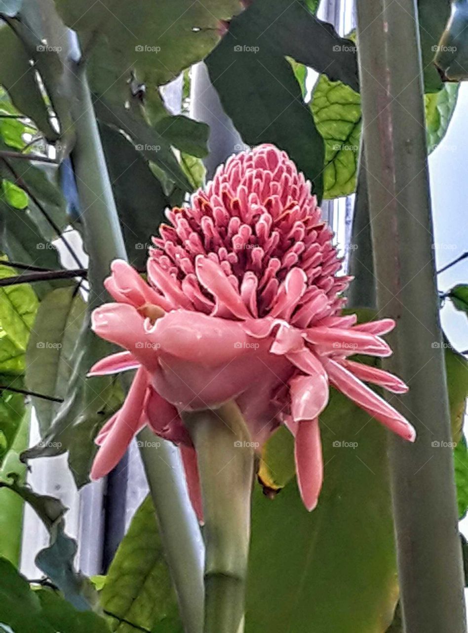 pink flower