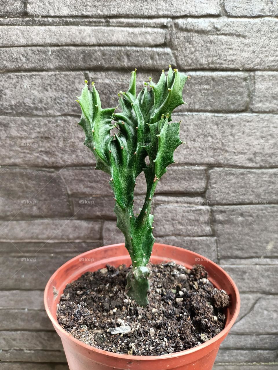 Variety of cactus with beautiful flower in garden. Small decorative cactus plants.