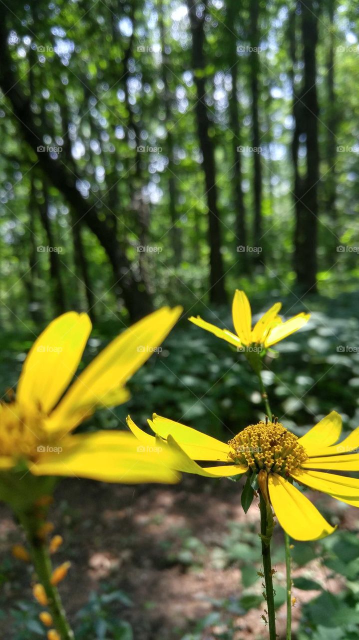 Close-up of bright yellow, wild daisies on a path in the Appalachians.