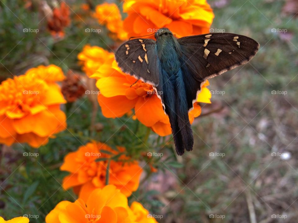 Long Tailed Skipper