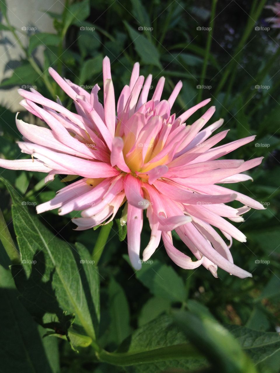Pretty pink flower, chrysanthemum!