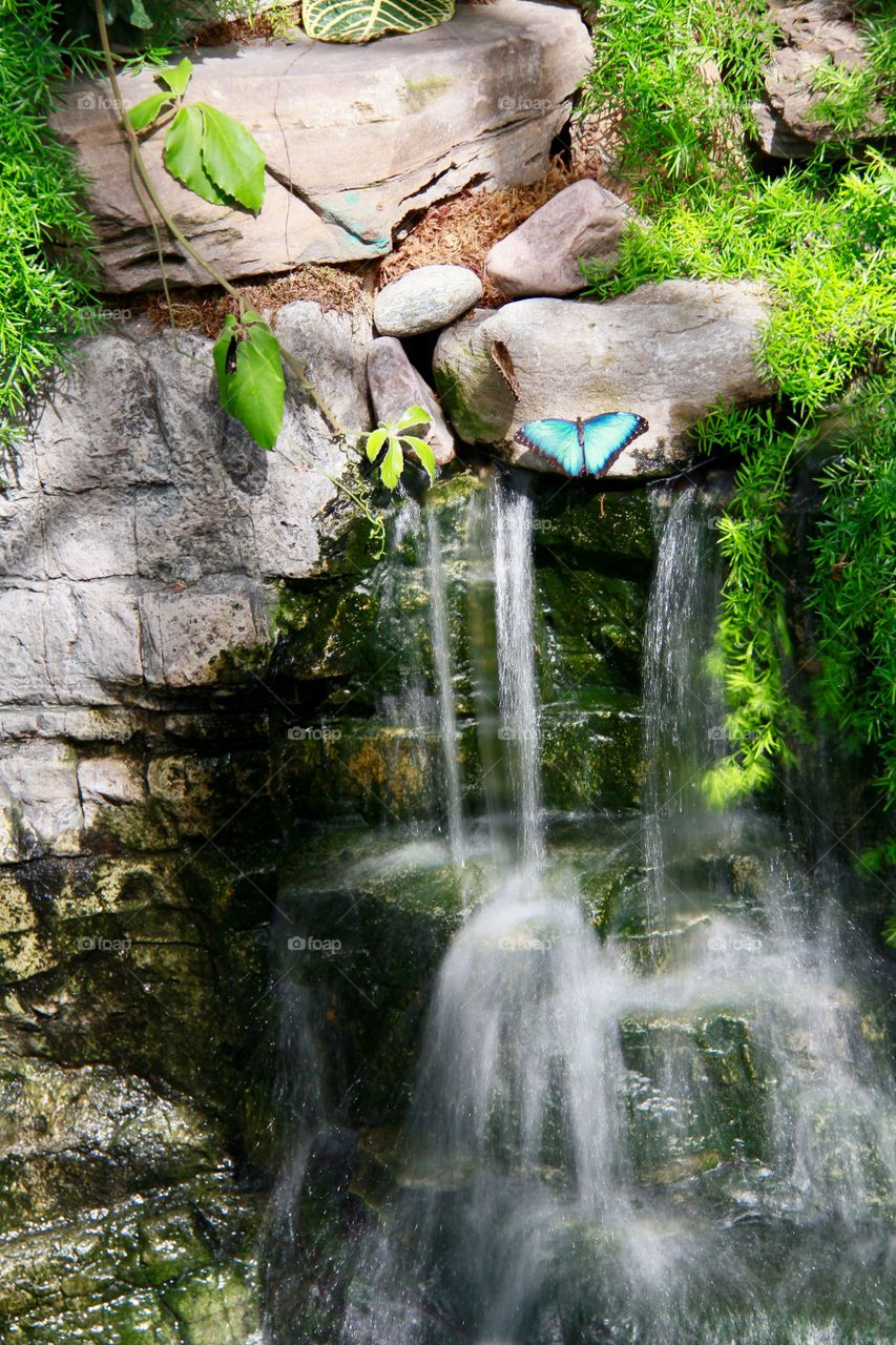 Tropical cascading miniature waterfall butterfly hovering over 