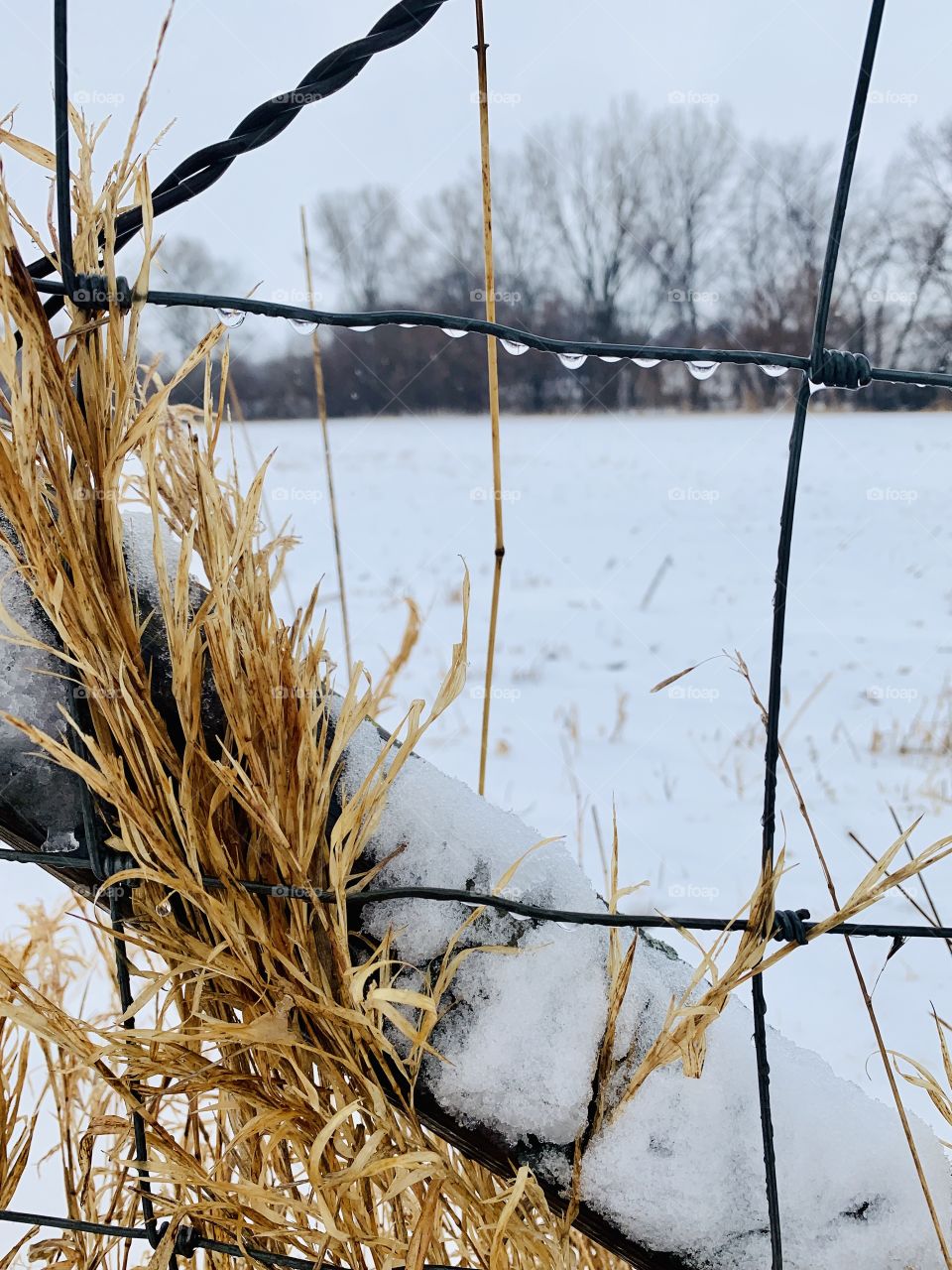 Isolated view of dried weeds and  water droplets on a wire fence with wooden support post against a rural winter landscape - portrait 