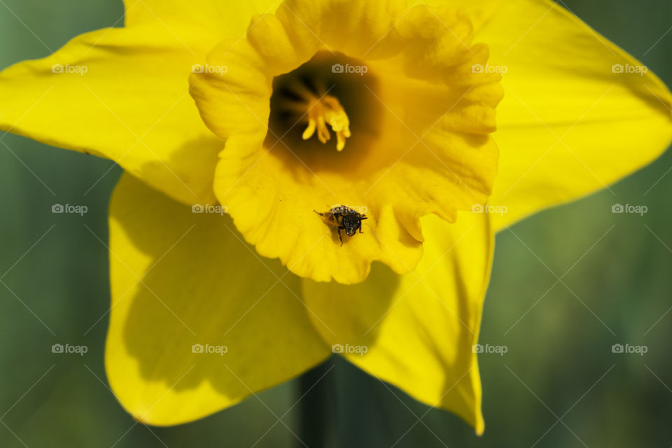 Beautiful close-up photography of a small bee resting on the yellow petals of a daffodil