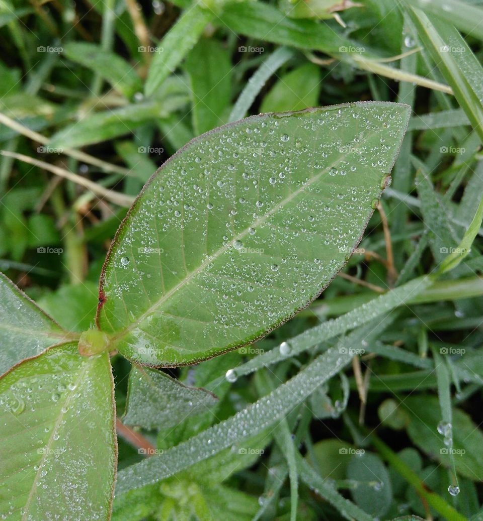 leaf