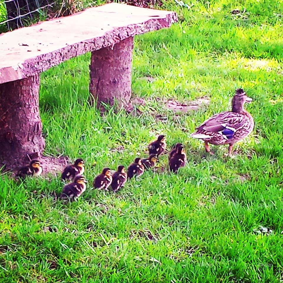 Ducklings