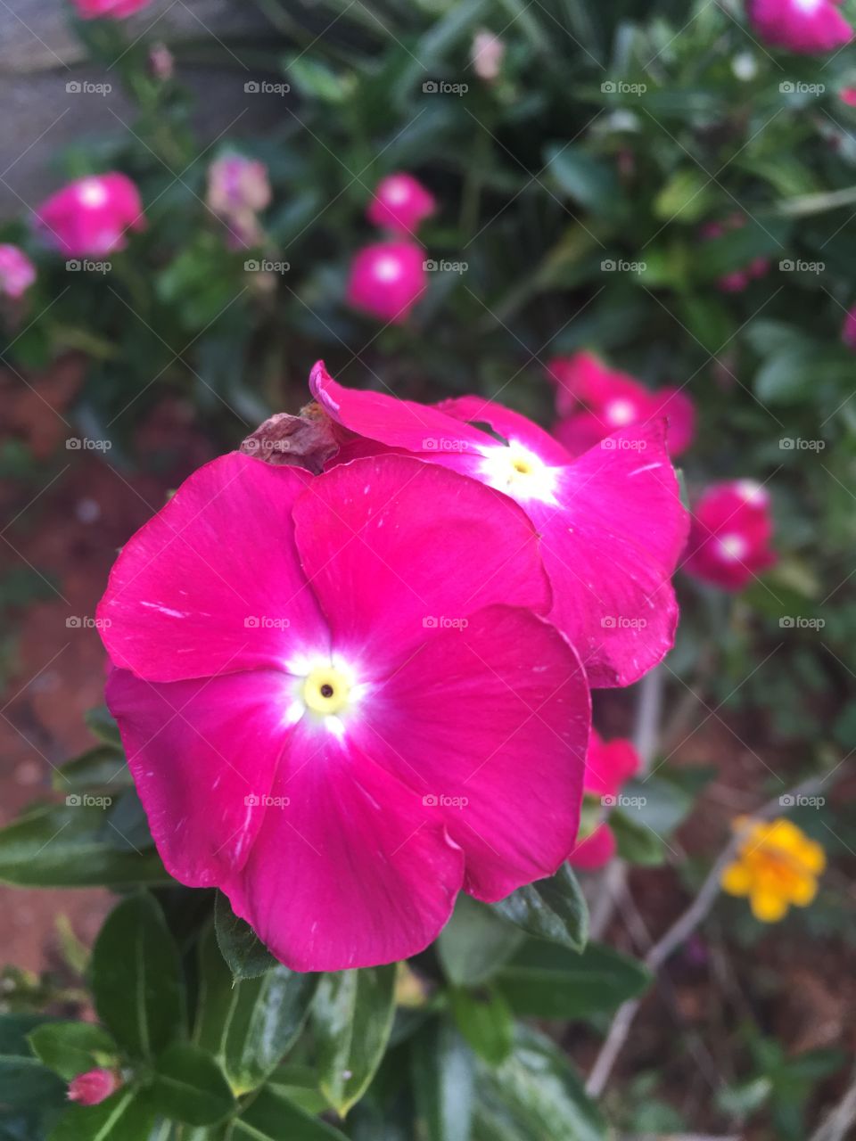 🌹 🇺🇸 Very beautiful flowers to brighten our day.  Live nature and its beauty. Did you like the delicate petals? / 🇧🇷 Flores muito bonitas para alegrar nosso dia. Viva a natureza e sua beleza. Gostaram das pétalas delicadas? 