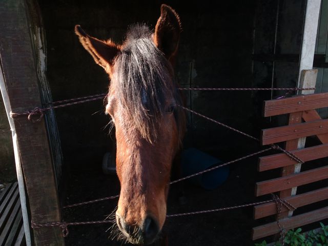 cavalo