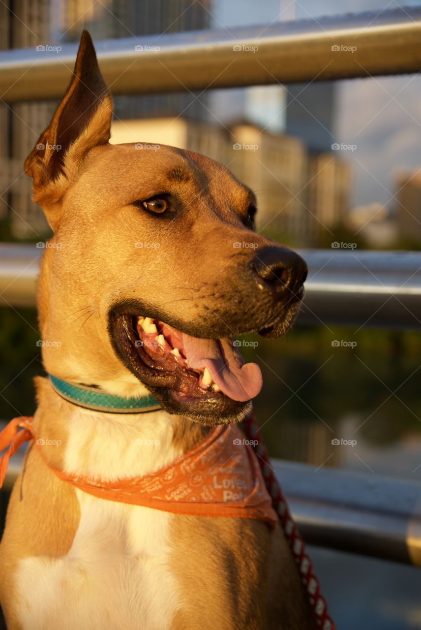 A Great Dane sits on the Congress Avenue Bridge at sunset