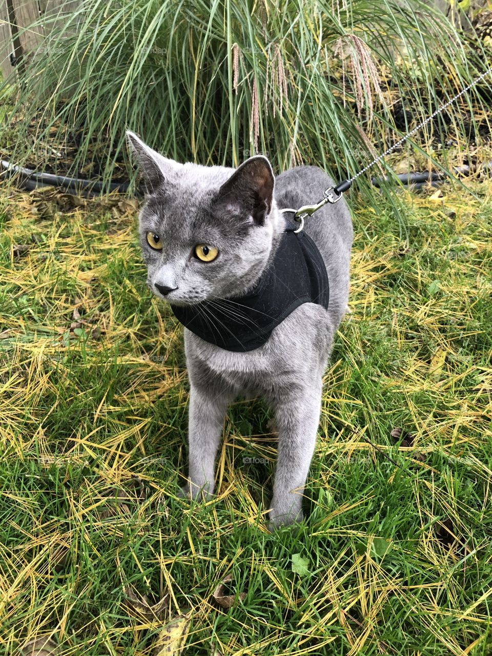 Cat walking in the grass