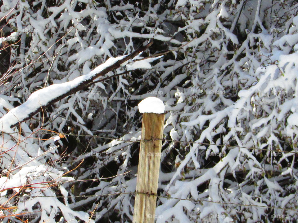 snowball on a fence post