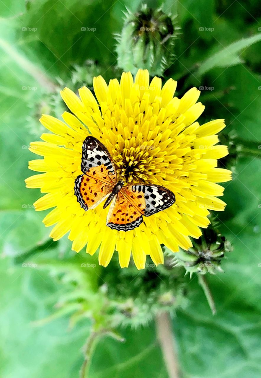 Butterfly on yellow colour flower as a first sign of Spring