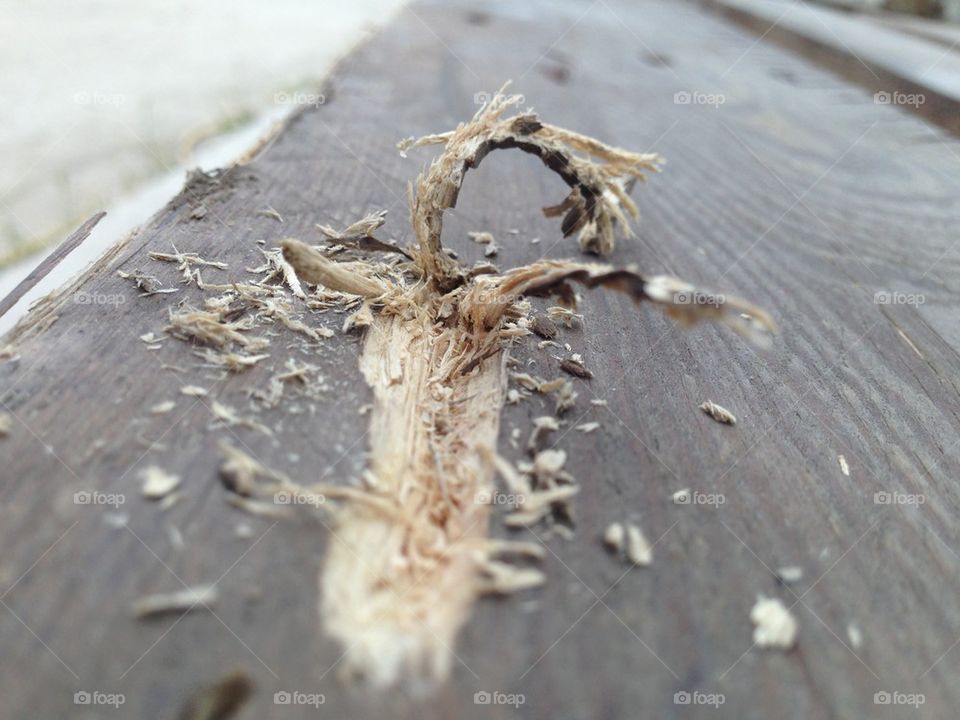 macro wood plovdiv by TheShaman