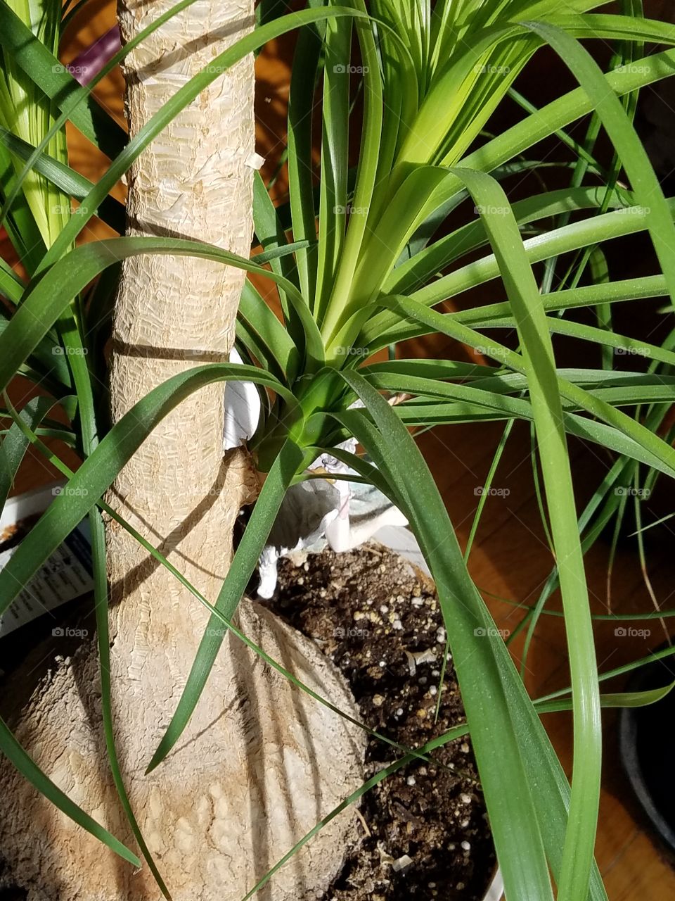 Eleplant Palm branches at base