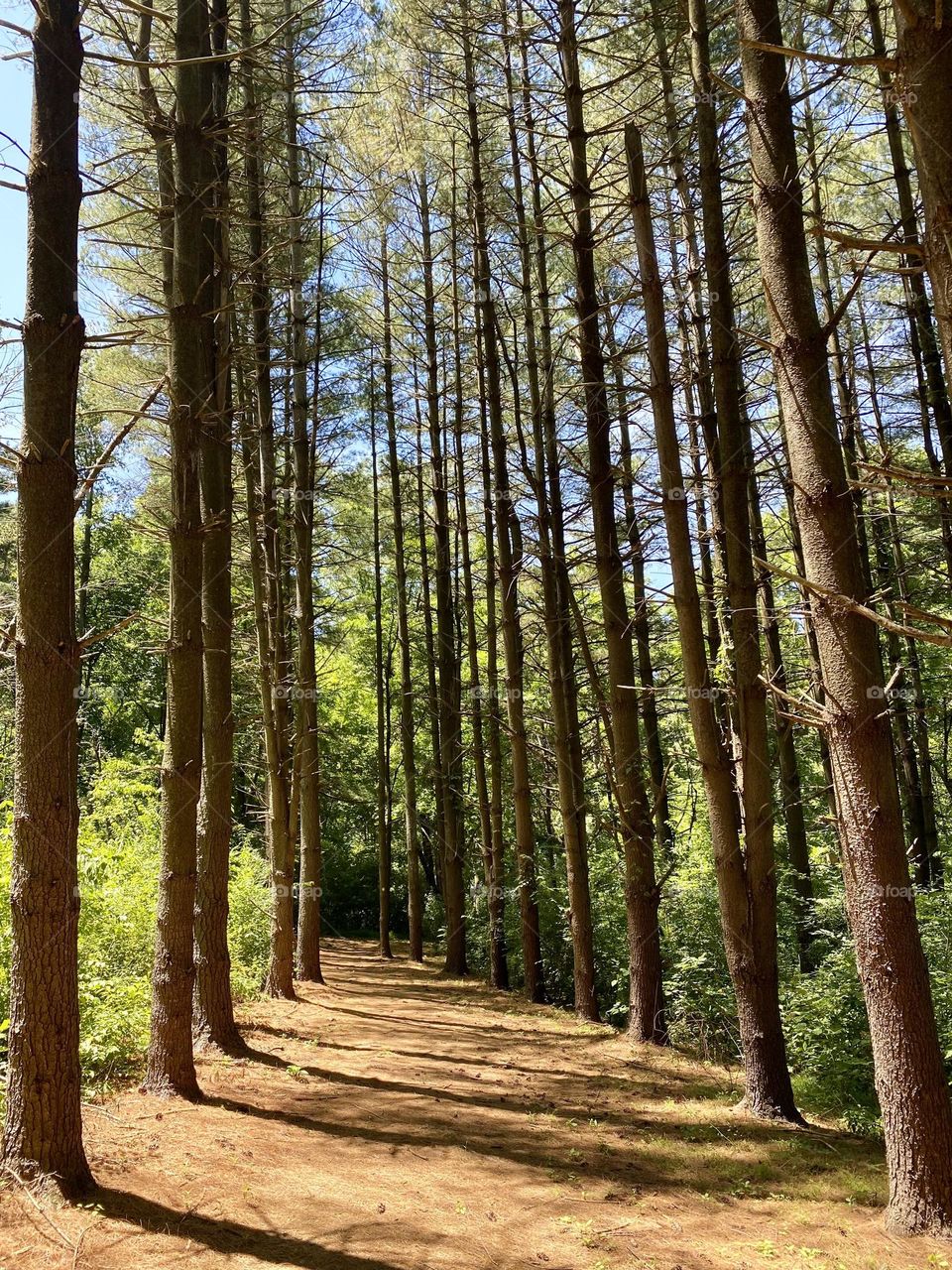 Dappled sunshine on a path through a pine forest