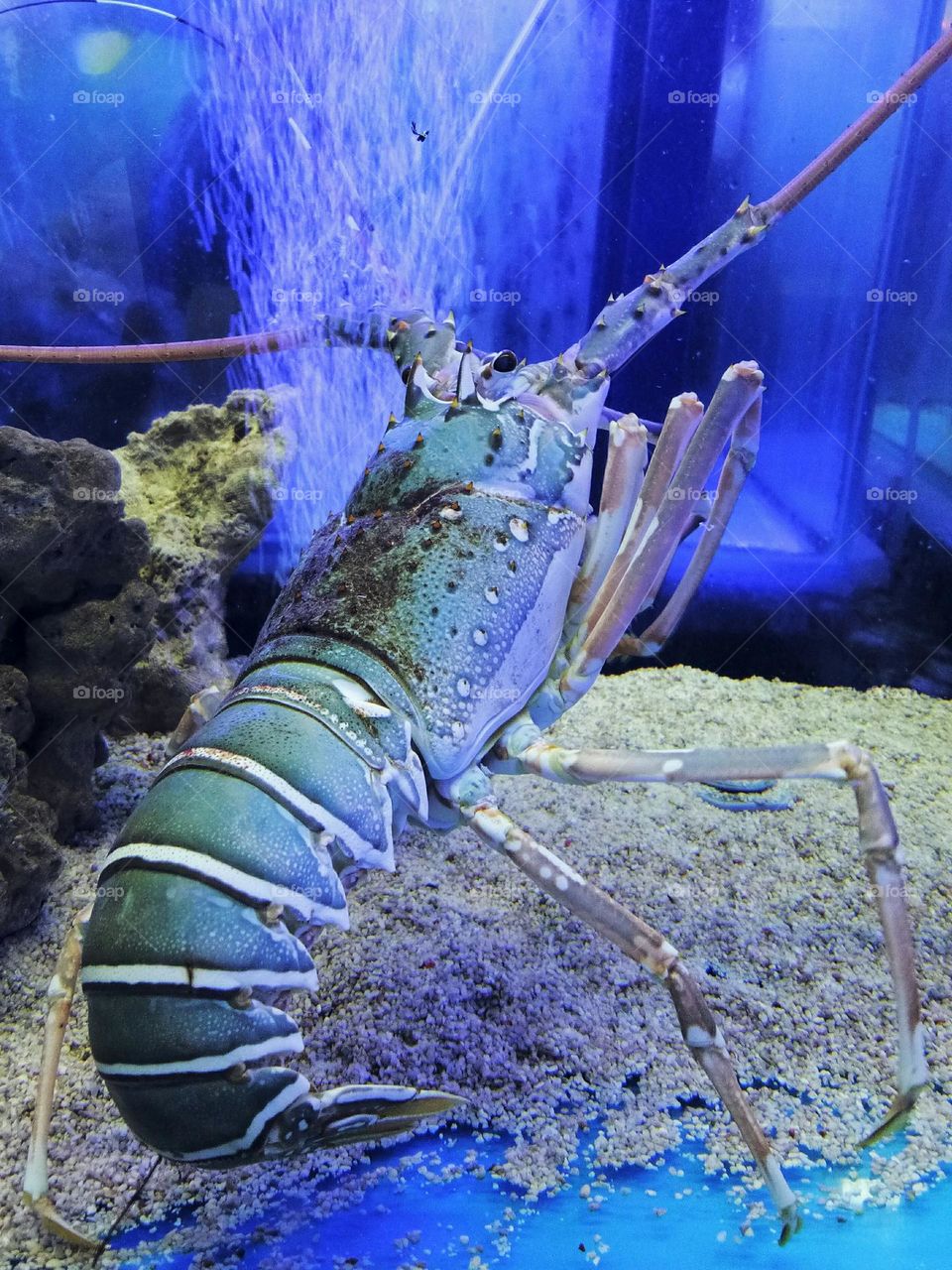 Lobster in the aquarium is beauty in Nature