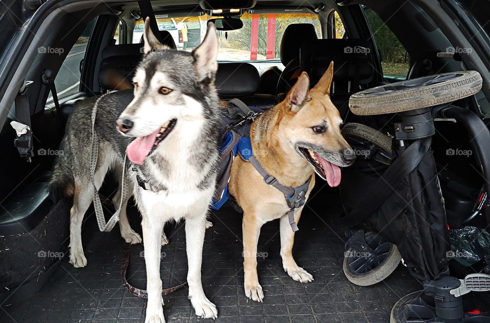 Two excited dogs in the back of a SUV with their tounges out and harnesses on waiting for the play time command.